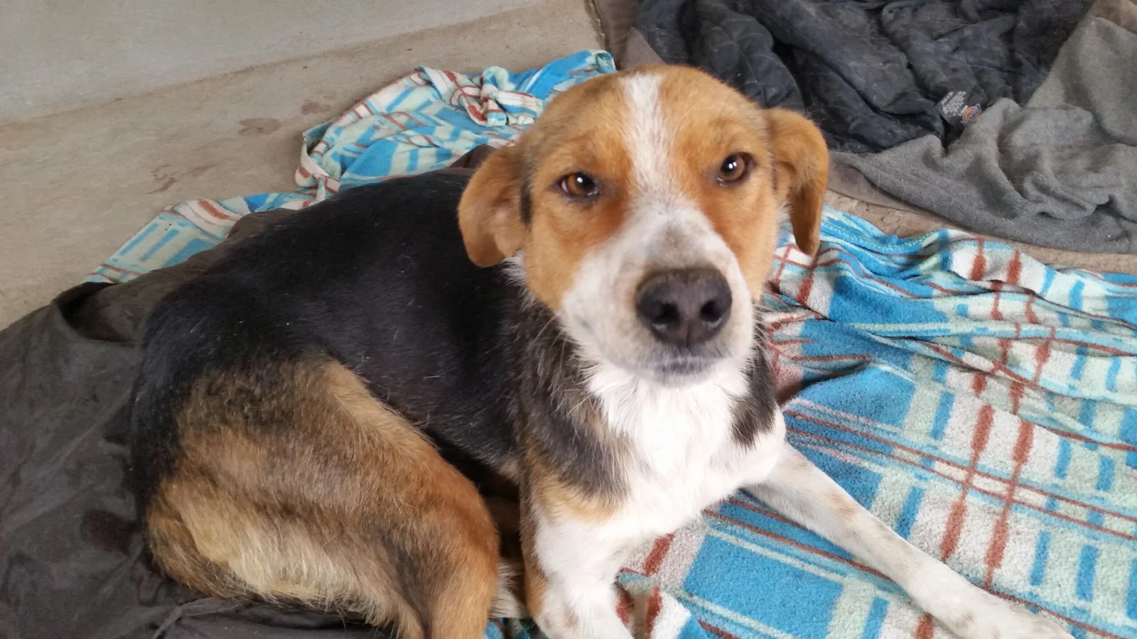 Bénévoles de Gasy Animal Aid auprès des chiens recueillis au refuge d'Ambatofotsy