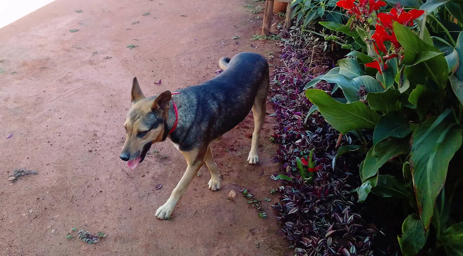 Bénévoles de Gasy Animal Aid auprès d'un chien recueilli au refuge d'Ambatofotsy