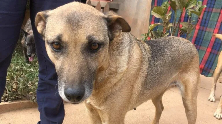 Chien recueilli par Gasy Animal Aid au refuge d'Ambatofotsy