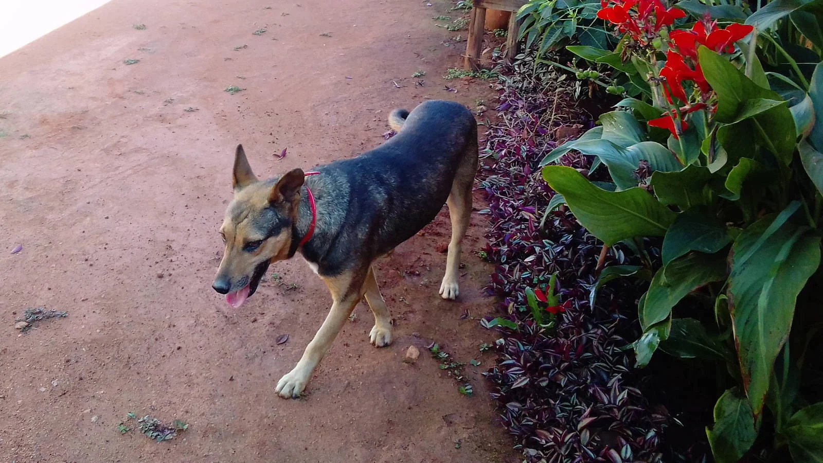 Momobe, chien recueilli et soigné par Gasy Animal Aid, en bonne santé dans le jardin du refuge