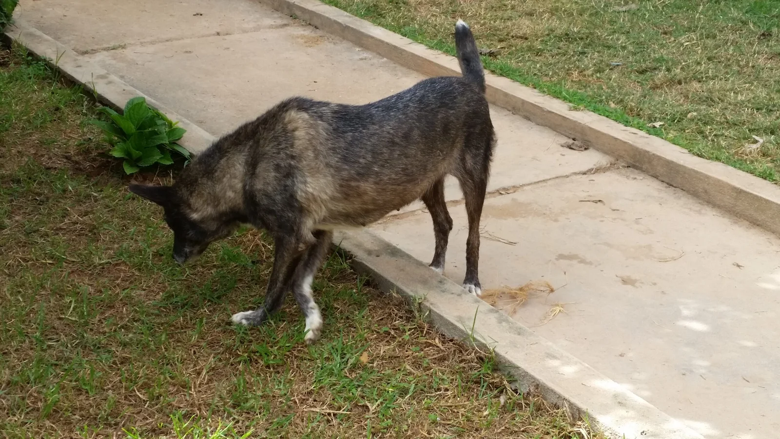 Von Gasy Animal Aid aufgenommener und versorgter Hund, der im Tierheim in Ambatofotsy auf eine Adoption wartet